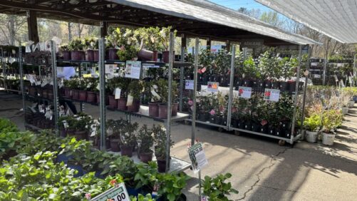 Are Ornamental Plants Really Necessary? Our Customers Say Yes