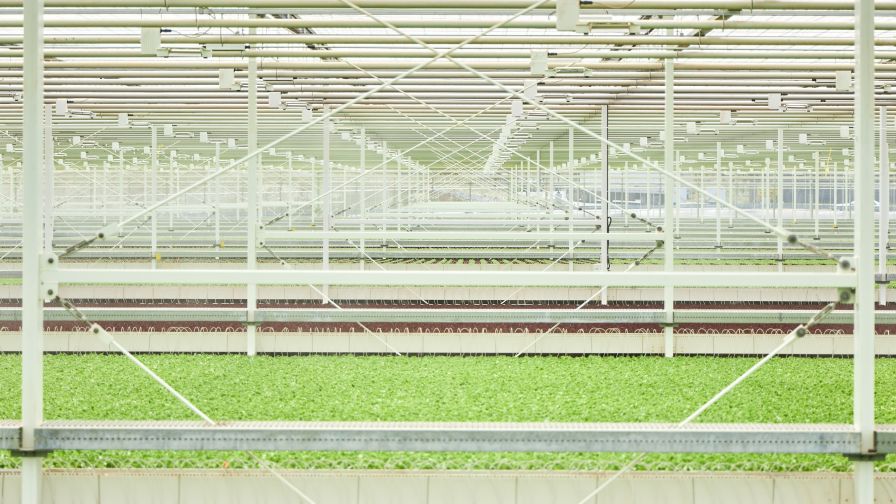 Little Leaf Farms Pennsylvania Greenhouse