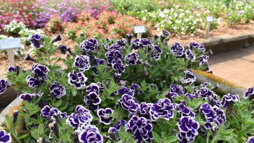 In Case You Missed Them: The Top Ten Stories on GreenhouseGrower.com in June 2023