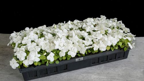 How RFID Eases the Burden on the Greenhouse Workforce and Budget