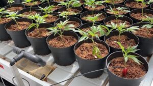Mind Your Water When Managing Greenhouse Crops