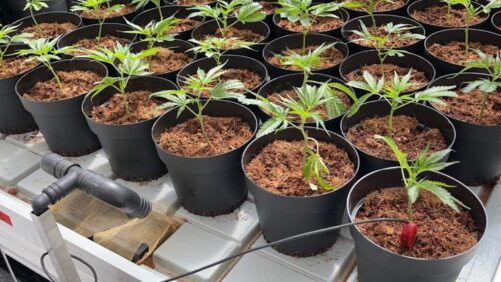 Mind Your Water When Managing Greenhouse Crops