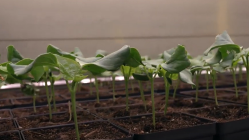 New Documentary Series Highlights Unique Careers in Horticulture