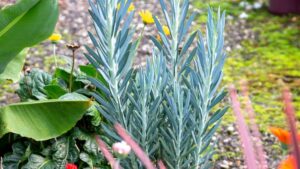 Sunset Plant Collection Offering Water Conservation Tips at California State Fairs