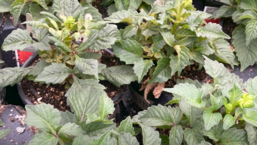 Video of the Week: Identifying Broad Mites and Their Damage