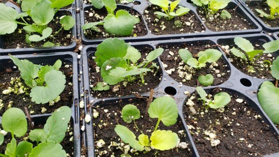 ammonium toxicity in pansies