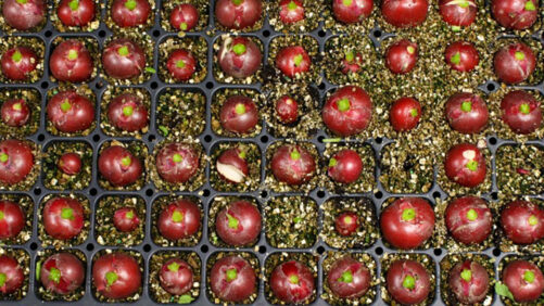 Cultivar Selection Is Key to Radish Production