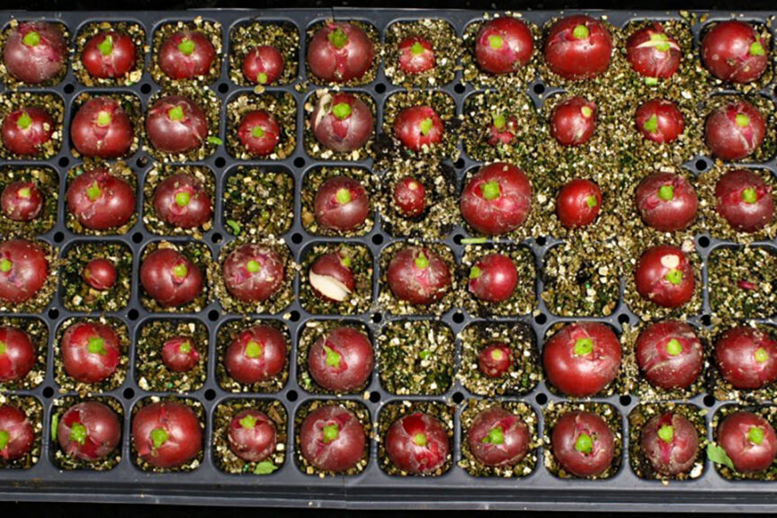 Cultivar Selection Is Key to Radish Production