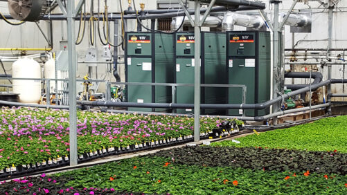 Greenhouse Growers Seek Higher Efficiency in Boilers