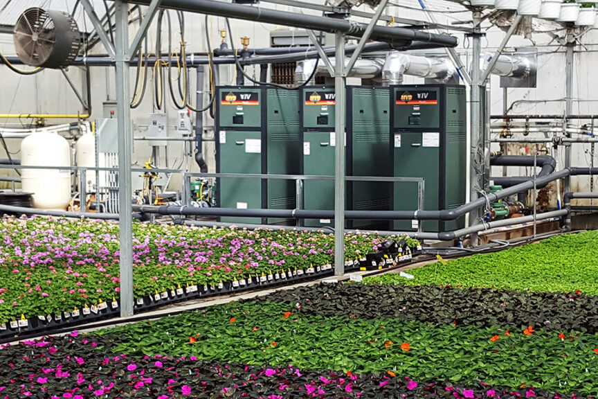 Greenhouse Growers Seek Higher Efficiency in Boilers