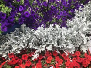 Centaurea ragusina ‘Silver Swirl’ (Darwin Perennials)