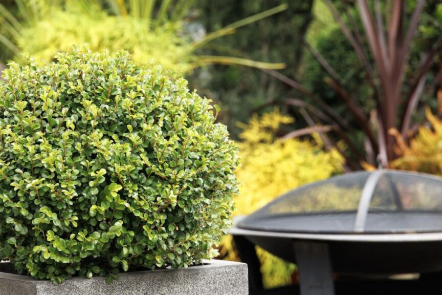 Cotoneaster 'Shear Genius'