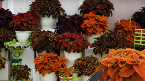 Eason Horticultural Resources ID’s Plant Favorites in New Guide