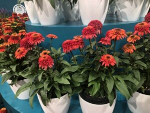 Echinacea ‘Double Scoop Watermelon Deluxe’ (Darwin Perennials)