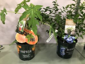 Edible Fruit Collection (Dewar Nurseries)