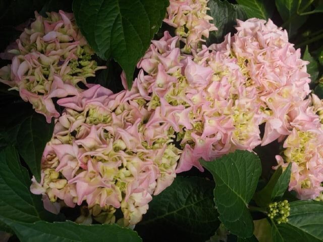 Hydrangea 'Seaside Serenade Kitty Hawk'