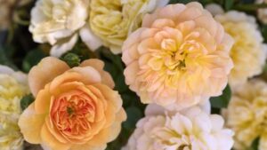 10 Distinctive Plants Monrovia Hopes Will Be Consumer Standouts in 2024