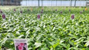 Learning Opportunity: How to Manage Peat Shortages