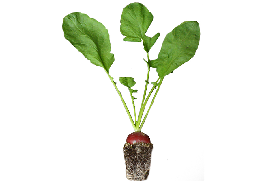 Mature Spring Radish