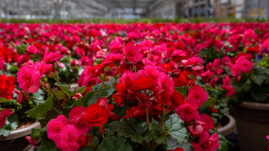 Metrolina Begonia Increasing Stress