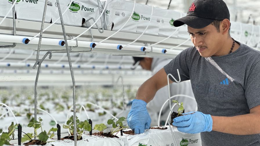 Nature Fresh Farms Organic Greenhouse Strawberries