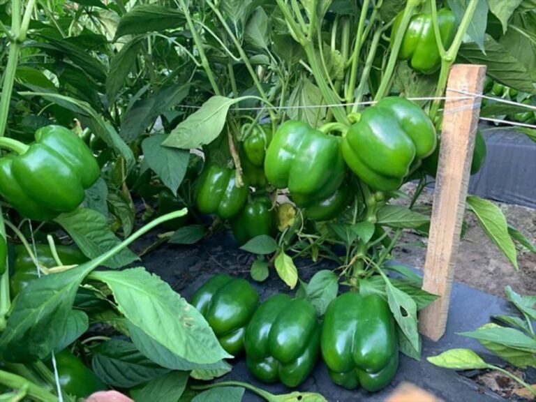 Greenhouse Pepper Update: New Varieties, Proven Production Tips