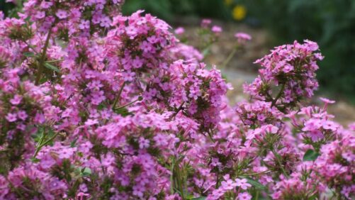 Registration Now Open for the 2024 Perennial Plant Association National Symposium