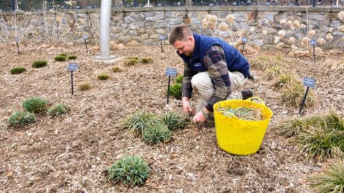 Carex Trials Show Versatility in Shade, Sun, and Soil