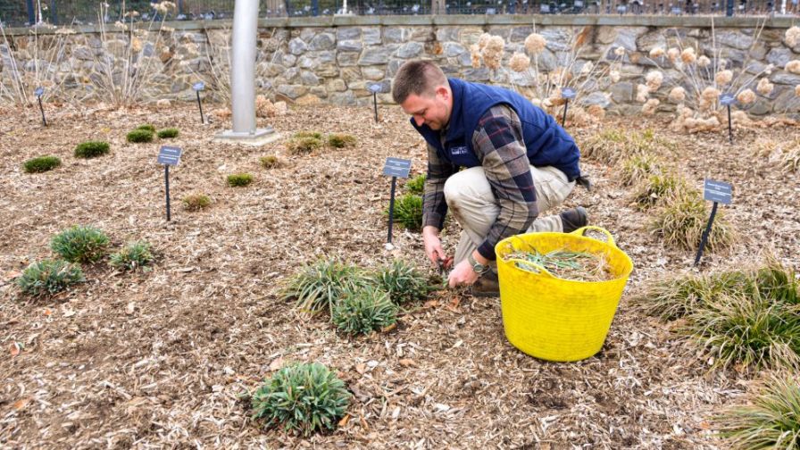 Carex Trials Show Versatility in Shade, Sun, and Soil