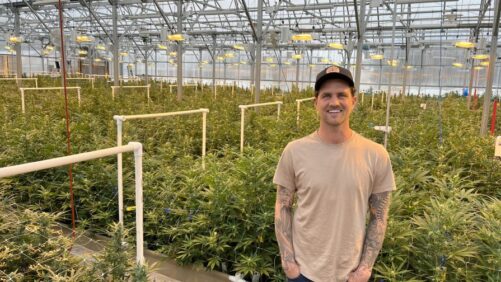 How You Can Transition From Greenhouse Tomatoes to Cannabis with Minimal Budget and Footprint