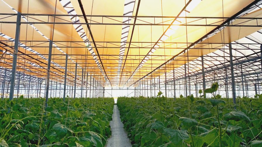 Nanotechnology: Coming to a Greenhouse Near You