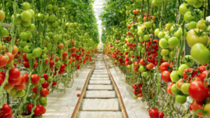 Going Beyond Yield Prediction in Greenhouse Tomatoes