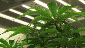 Philips GreenPower LED Gridlighting