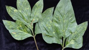 Traditional and Digital Diagnostic Tools for the Horticulture Trade