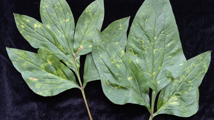 tobacco rattle virus in peony