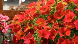 Highlights from the New Varieties Zone at Cultivate’23