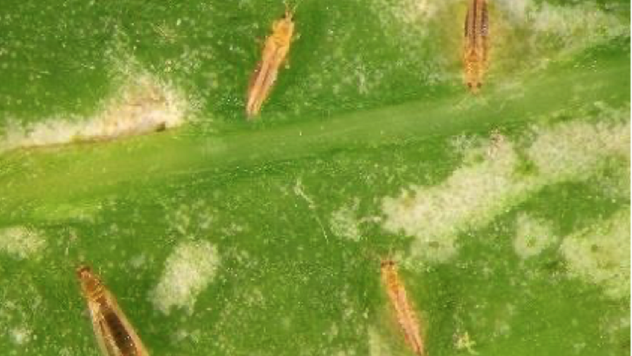 AFE Thrips and Botrytis Grow Pro
