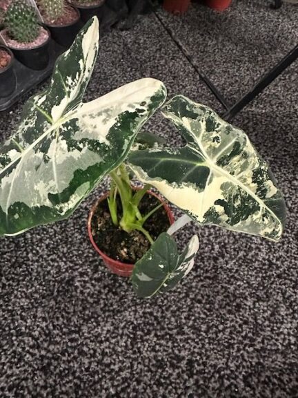 Alocasia ‘Frydek’ (Cascade Tropicals)