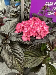 Hydrangea macrophylla ‘Eclipse’ (Bailey Nurseries)