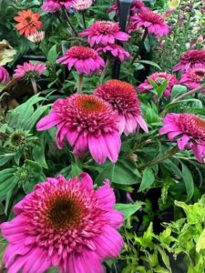 Echinacea ‘Double Scoop Watermelon’ (Darwin Perennials)
