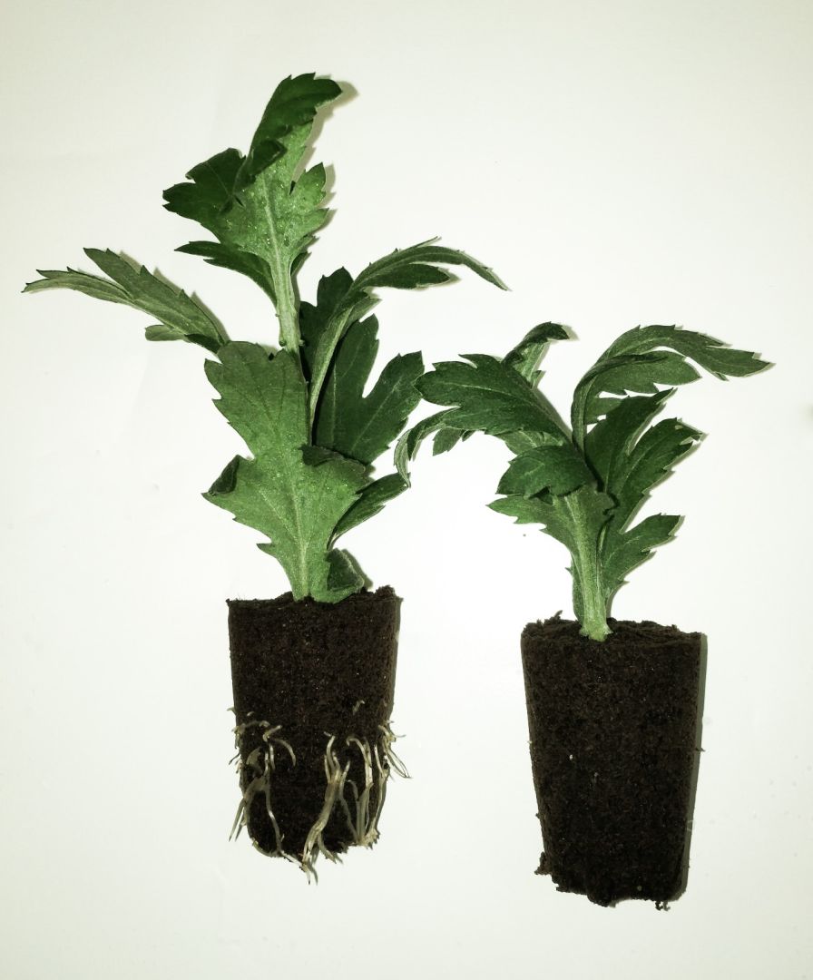 Chrysanthemum Cuttings in Different Lighting Spectrums