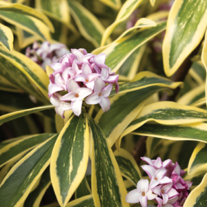Daphne 'Banana Split'