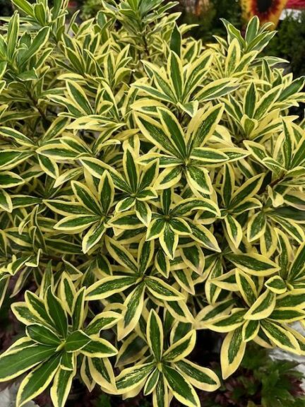 Daphne odora ‘Banana Split’ (Monrovia)