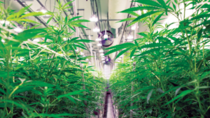 How Cannabis Growers Can Manage the THC-Terpenes Connection