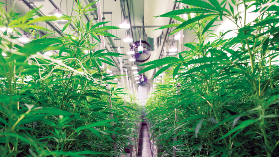 terpenes Deep Roots Harvest