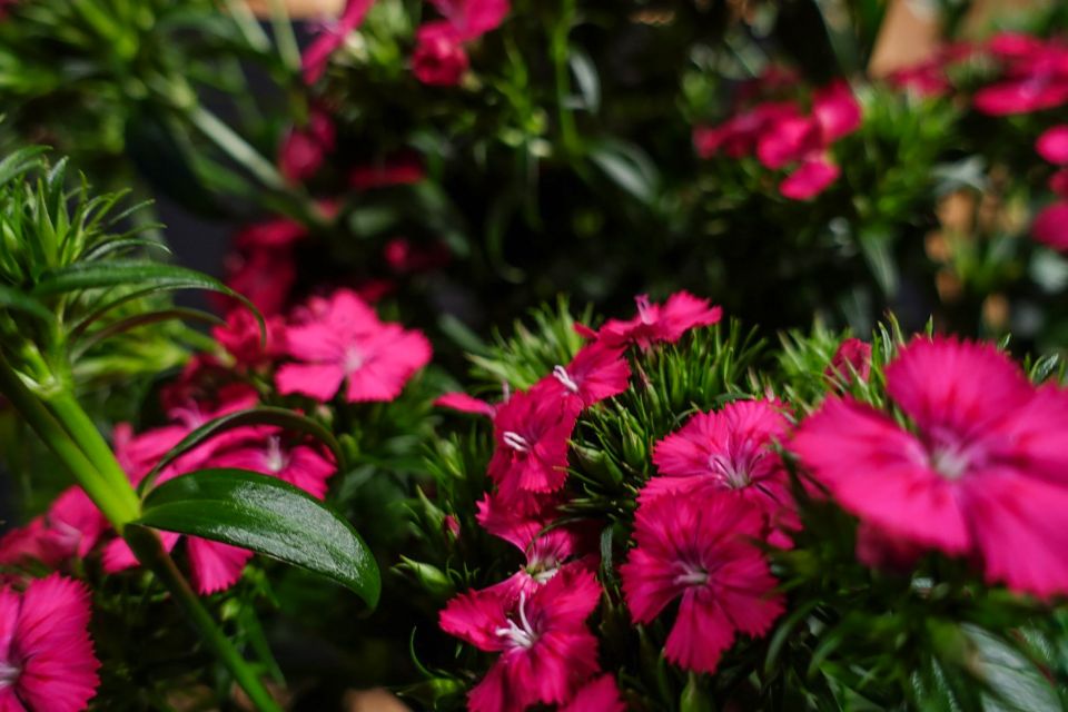 Dianthus barbatus interspecific