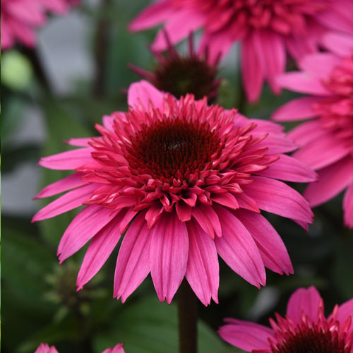 Echinacea 'Double Scoop Watermelon Deluxe'