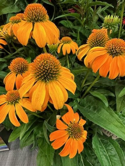 Echinacea ‘Guatemala Gold’ (Monrovia/ThinkPlants)