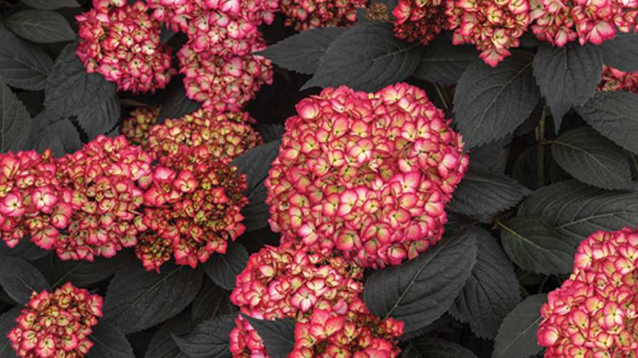 Eclipse Hydrangea Farwest Show 2023