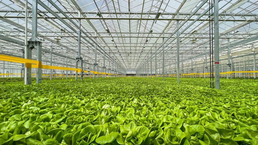 Gotham Greens Windsor Greenhouse Web Mountain Region